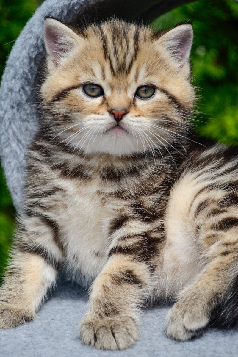 Elisey Scottish Straight male black tabby - live animals