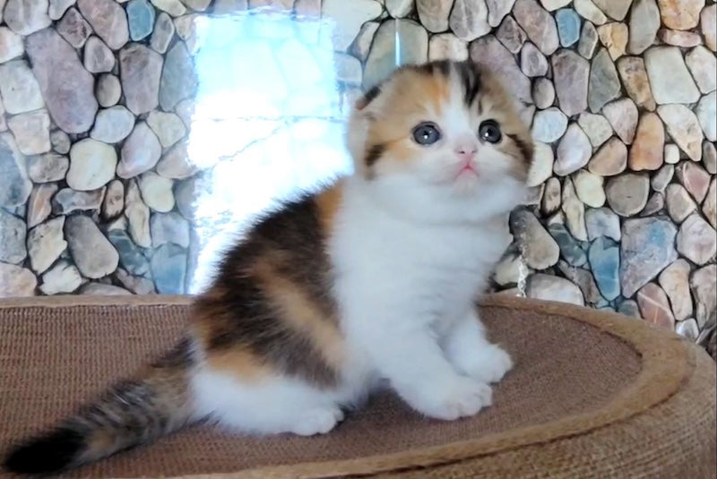 Regina Scottish Fold female black tortie ticked tabby bicolour - live animals