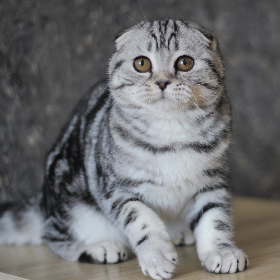 Jakline Scottish Fold female, black silver tabby
