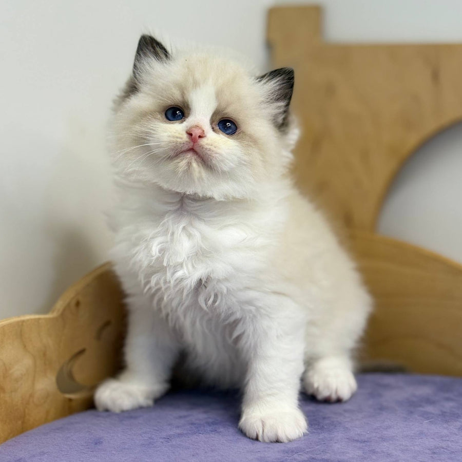 Ronald Ragdoll male, black bicolour