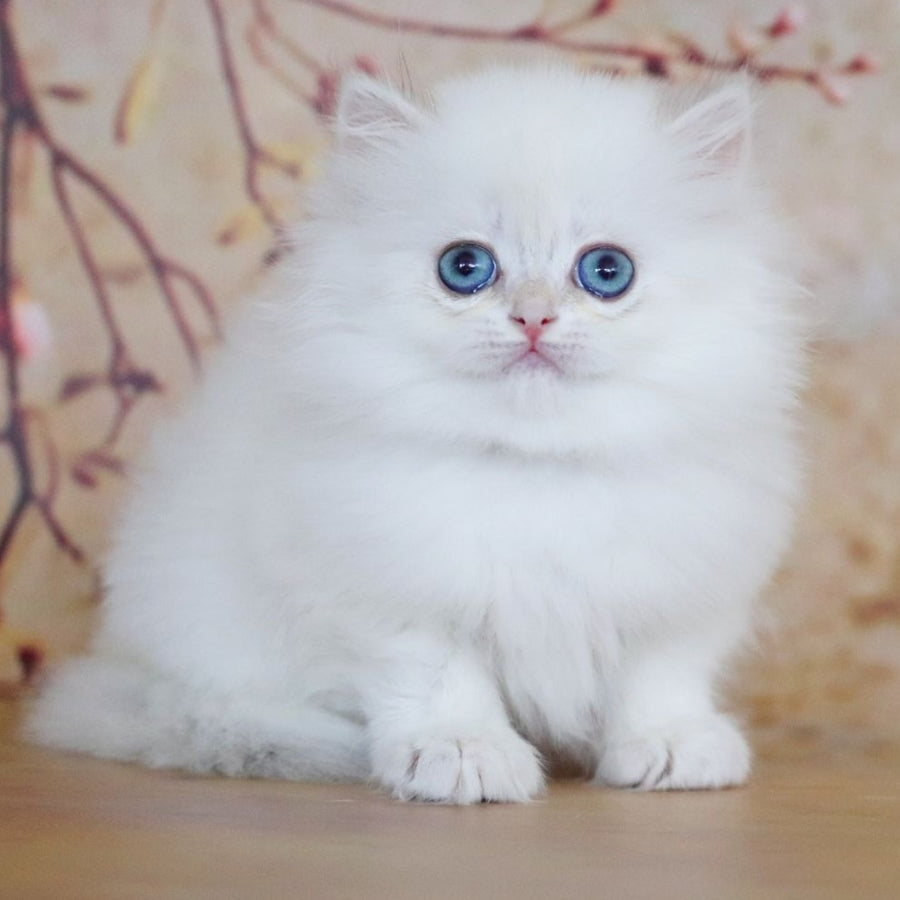 Yolanda British Longhair female, black golden shaded pointed