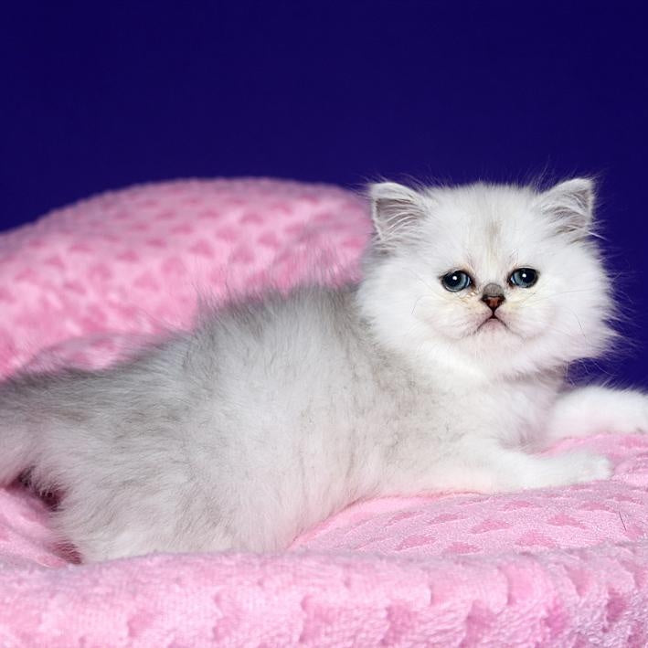 Hanna Persian female, black silver shaded