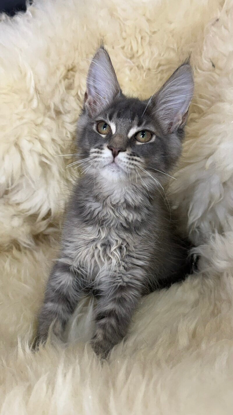 Quest Maine Coon male, blue ticked tabby
