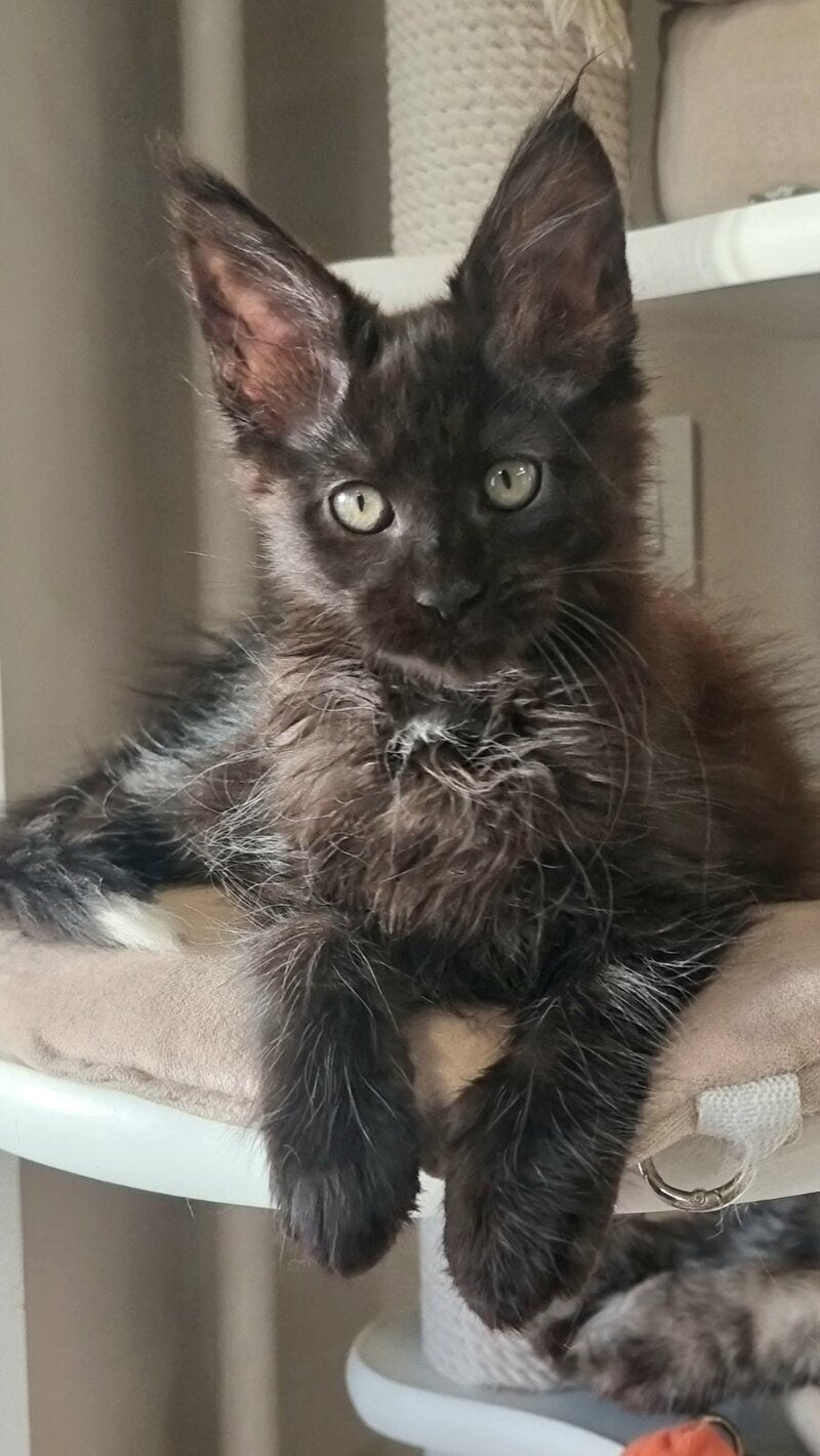Debora Maine Coon female black with white - live animals