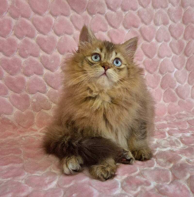 Felix British Longhair male, chocolate golden ticked tabby with white