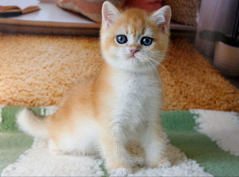 Vasyl British Shorthair male, black golden chinchilla