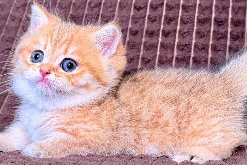 Milo Munchkin male, black golden spotted tabby