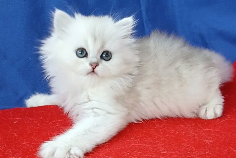 Milena Persian female, black silver shaded