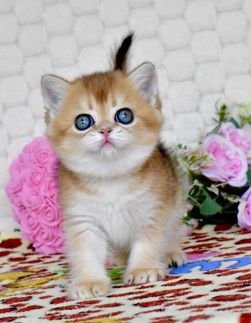 Wayllet British Shorthair female black golden shaded - live animals