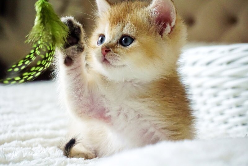 Emil British Shorthair male, black golden shaded