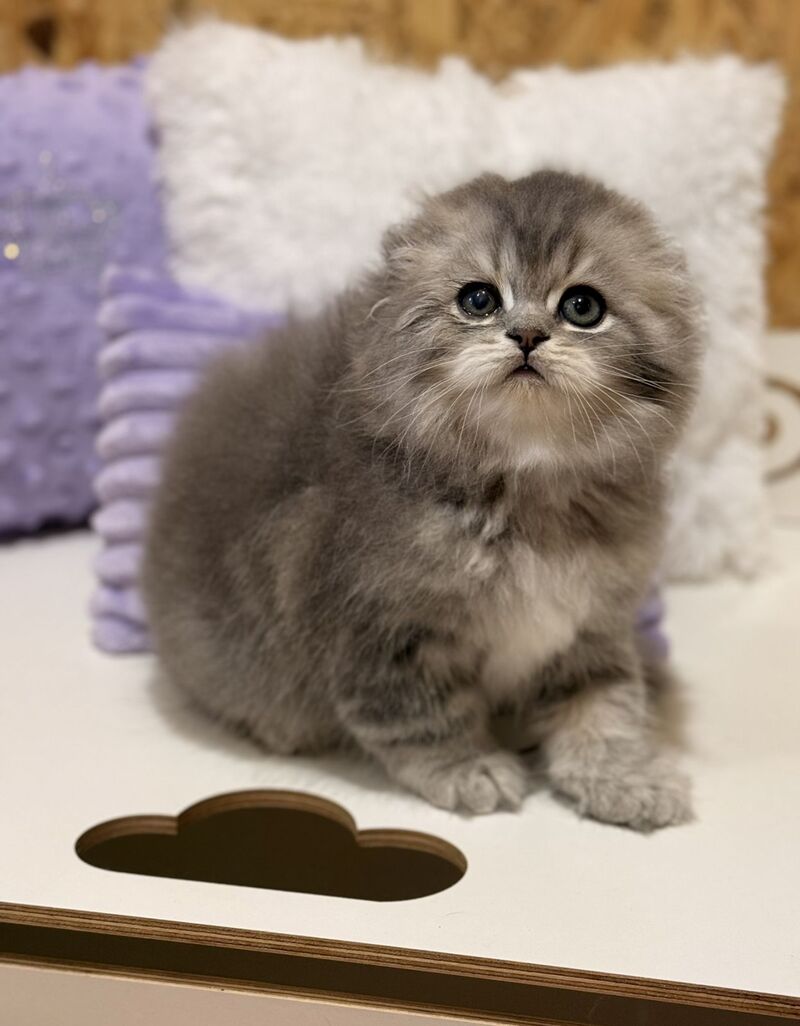 Forbes Scottish Fold male, blue tabby