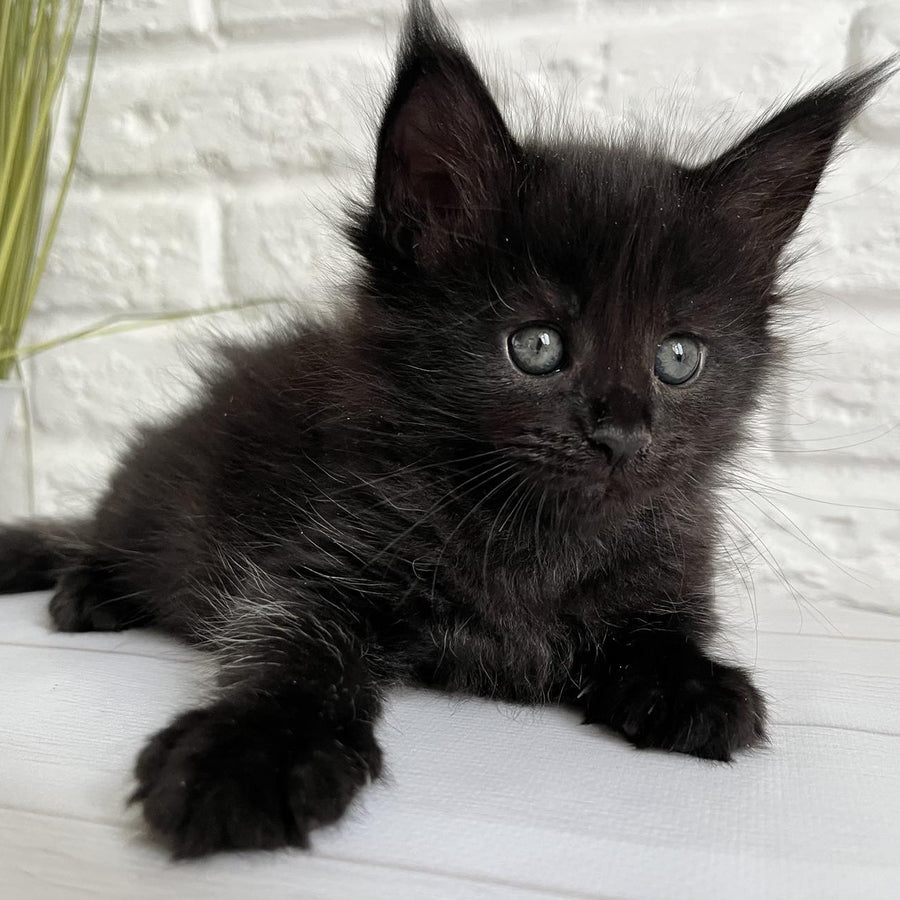 Julie Maine Coon female, black
