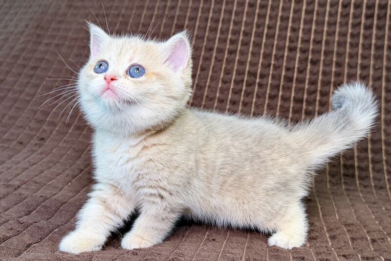 Marsi Munchkin female, blue golden tabby