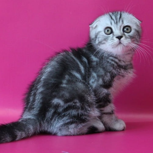 Salvador Scottish Fold male, black silver tabby