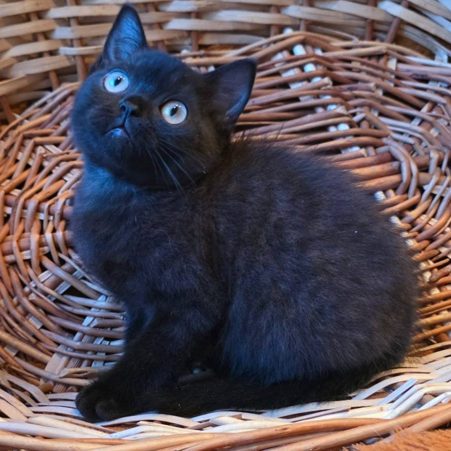 Bond British Shorthair male, black