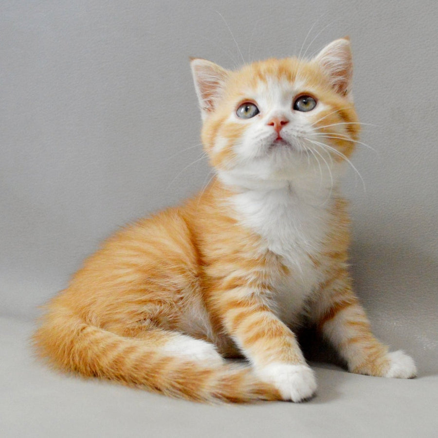 Wilma Scottish Straight female, red spotted tabby bicolour