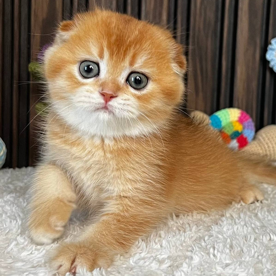Nala Scottish Fold female, black golden chinchilla