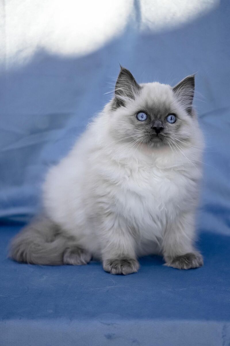 Muffin Ragdoll male, blue pointed