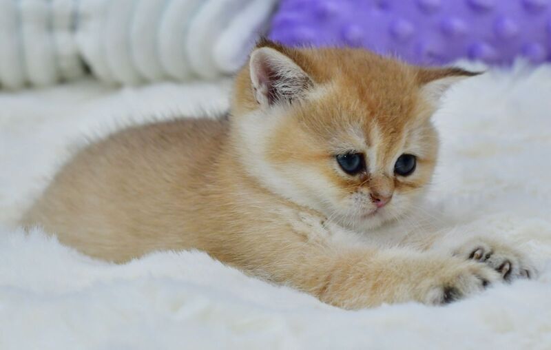 Emili British Shorthair female, black golden shaded