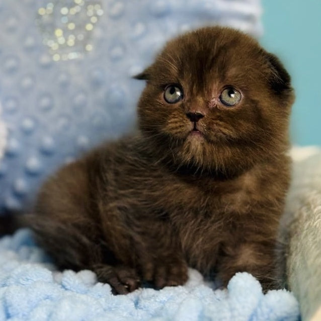 Emerald Scottish Fold male, chocolate