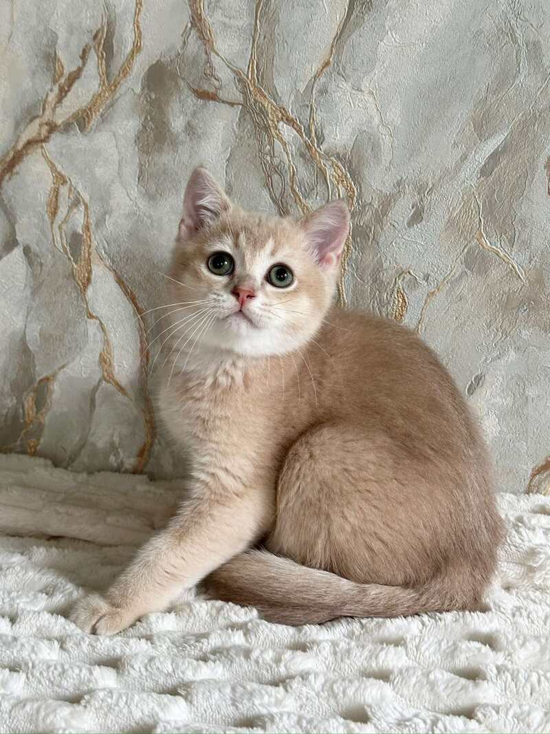 Irvin Scottish Straight male lilac golden ticked tabby - live animals