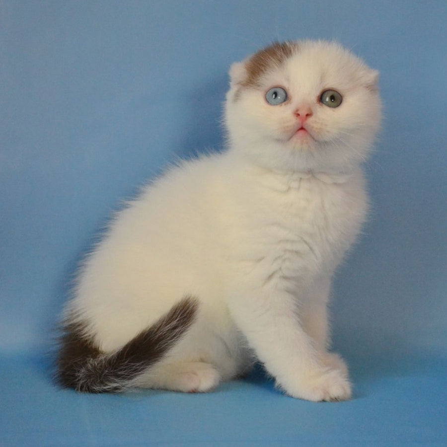 Ronny Scottish Fold male, chocolate tabby van