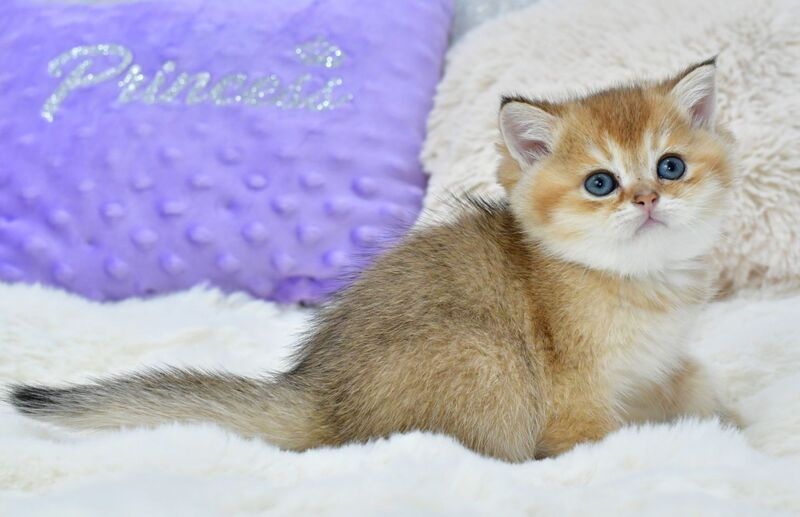 Elvin British Shorthair male, black golden shaded
