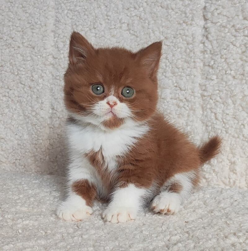 West British Shorthair male cinnamon bicolour - live animals