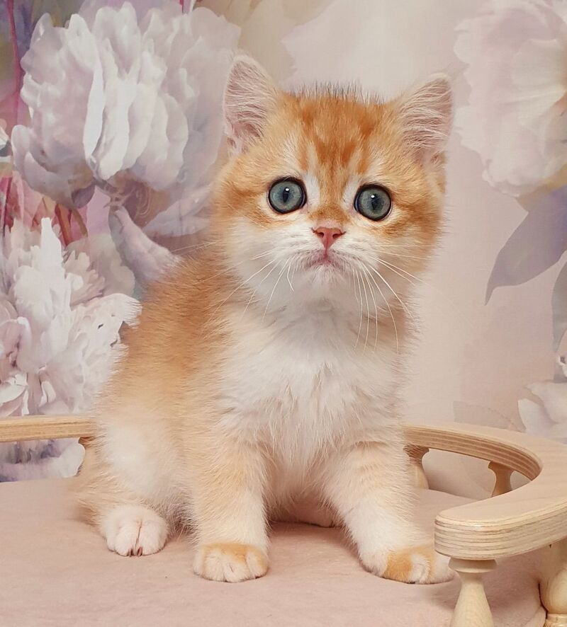 Villi British Shorthair male, black golden chinchilla