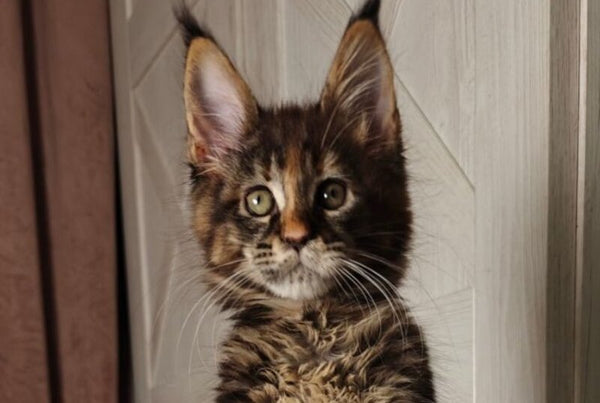 Quasar Maine Coon female black tortie tabby live animals
