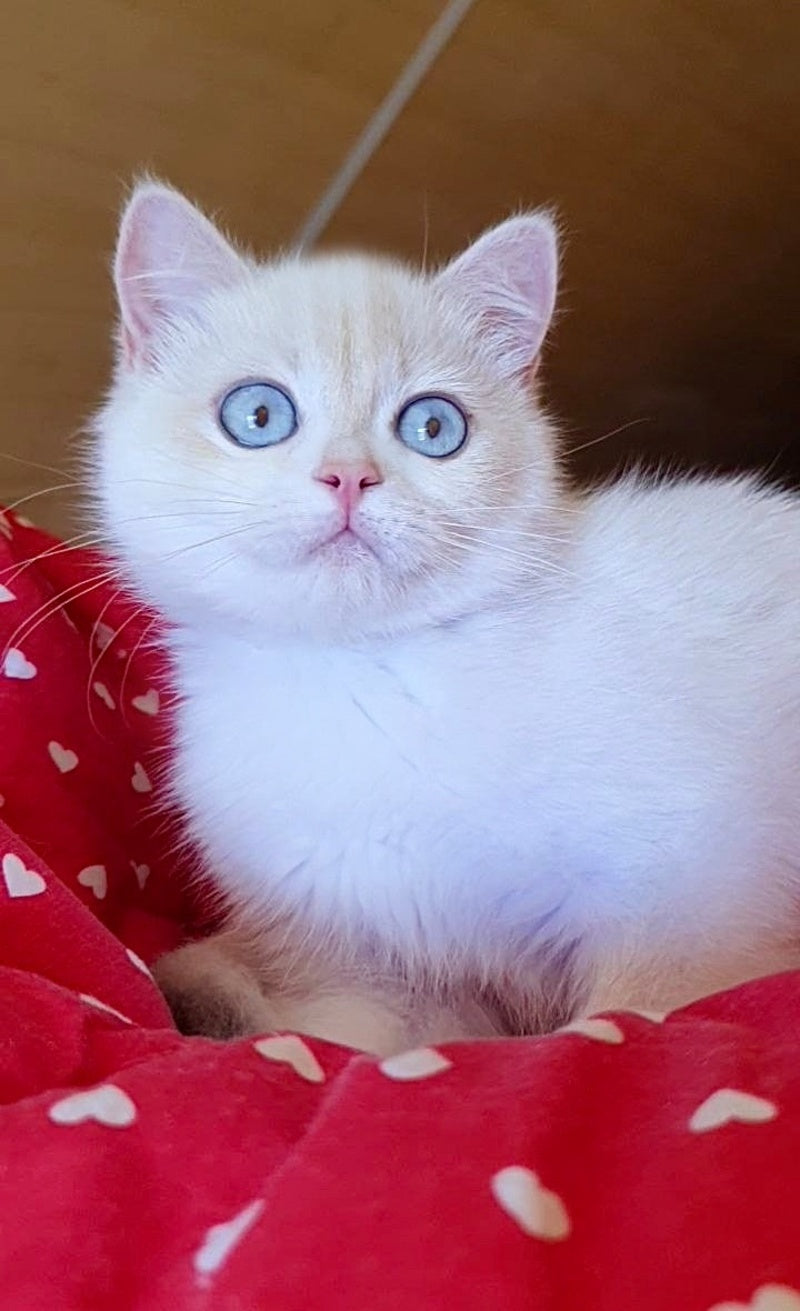 Xamira British Shorthair female, black golden chinchilla pointed