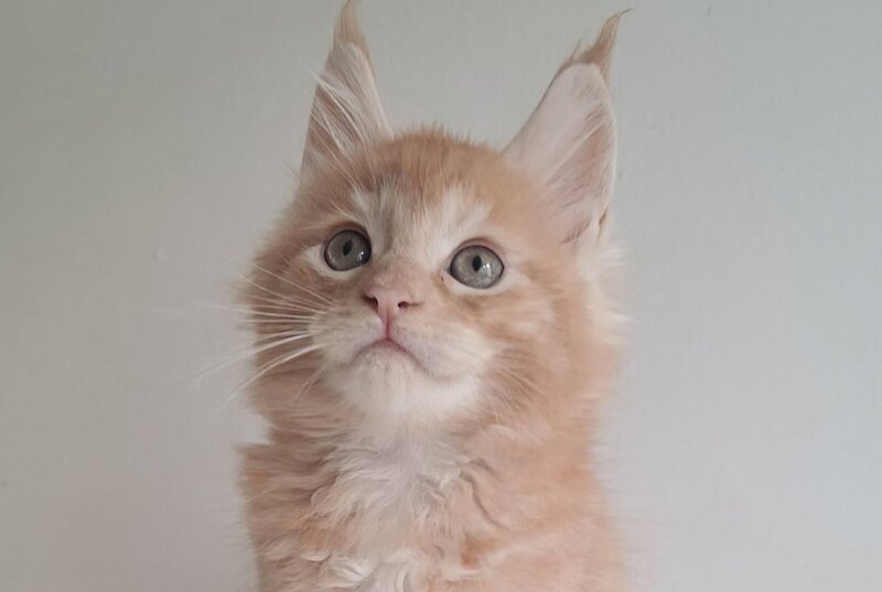 Carmen Maine Coon male, red silver spotted tabby