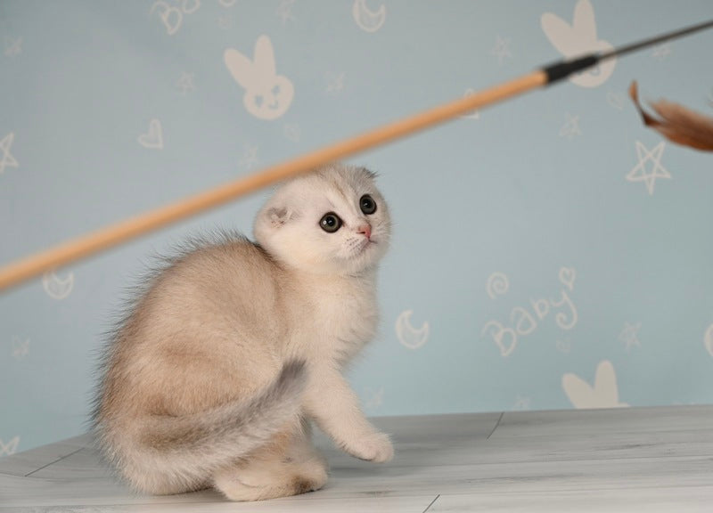 Boniface Scottish Fold male, black silver shaded