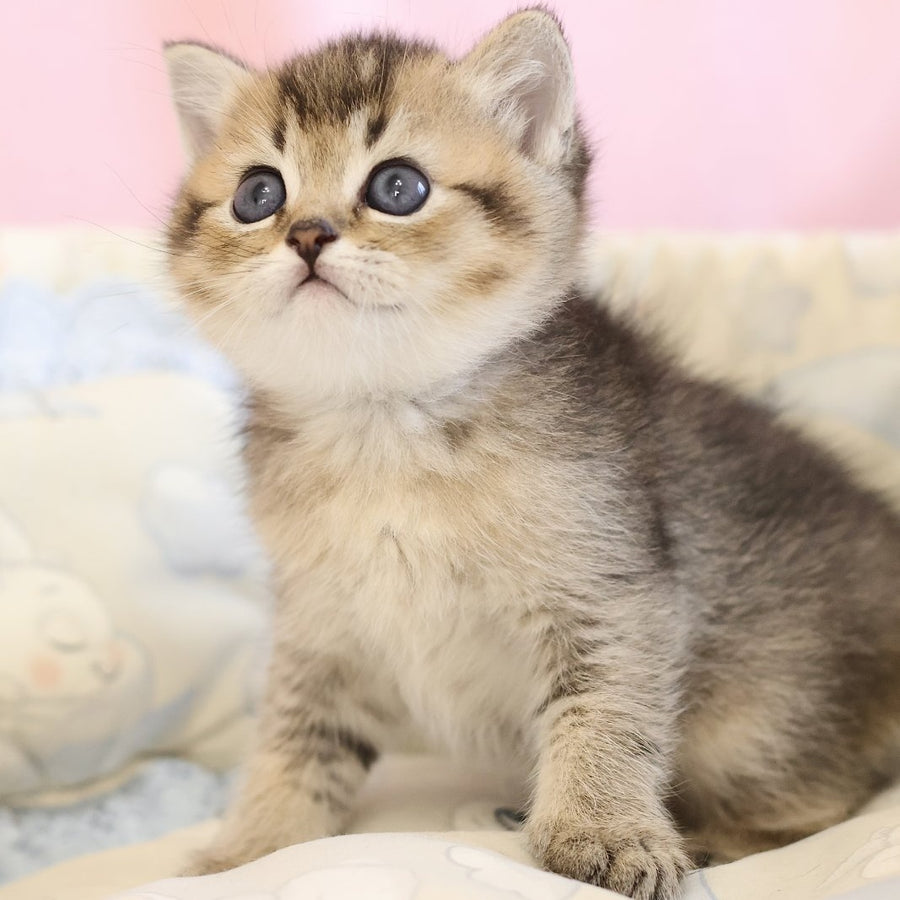 Edmond Scottish Straight male, black golden ticked tabby