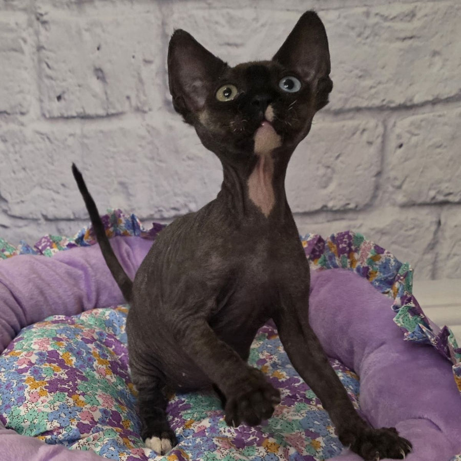 Sofia Devon Rex female, black with white