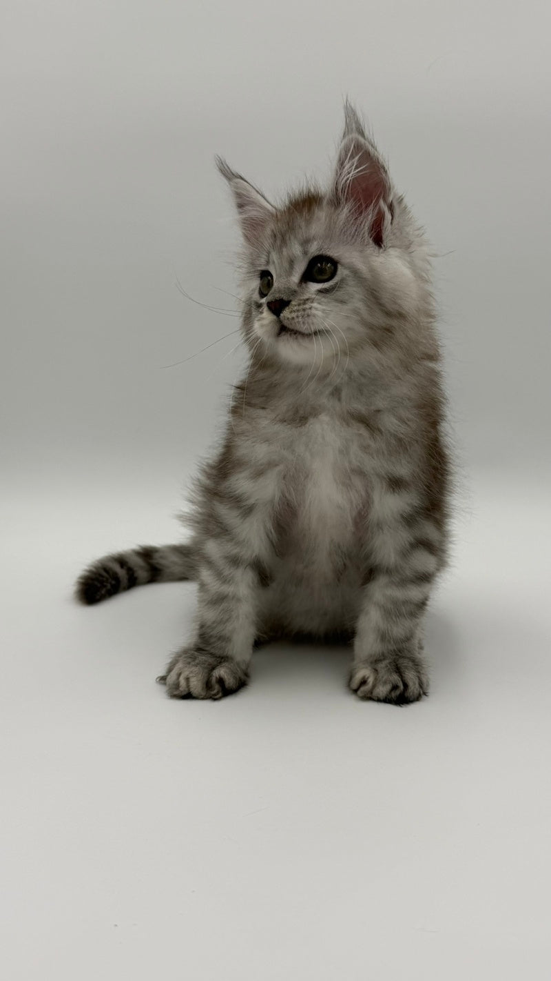 Million Maine Coon male, black silver spotted tabby