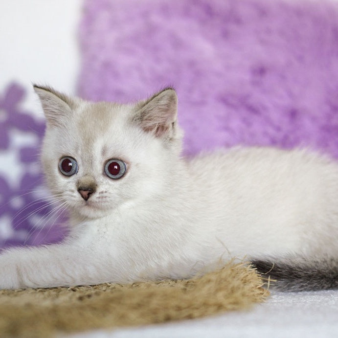 Uiliam Scottish Straight male, black ticked tabby pointed
