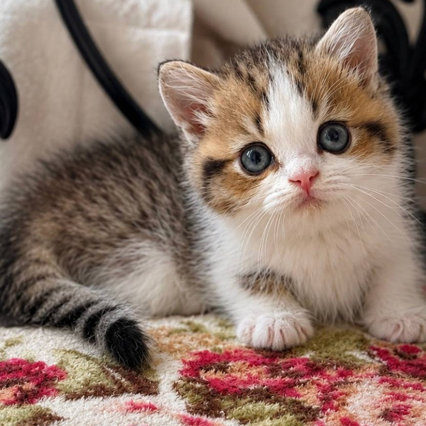 Simic Munchkin male, black golden spotted tabby bicolour