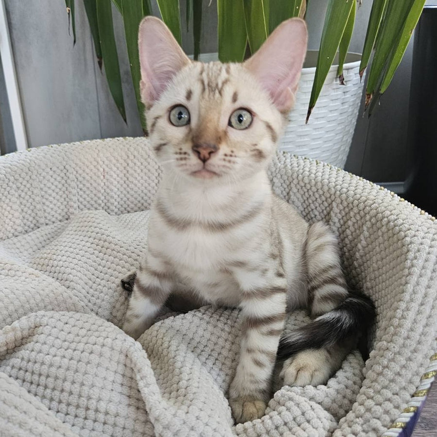 Vanilla  Ice Bengal male, black spotted tabby pointed