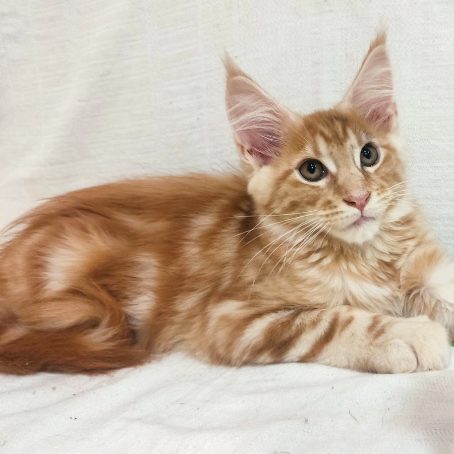 Kozak Maine Coon male, red silver tabby