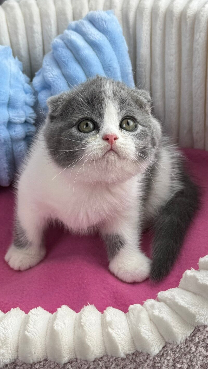 Archie Scottish Fold male, blue bicolour