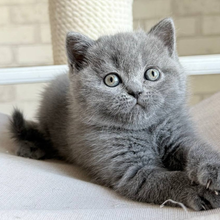 Nolan Scottish Straight male, blue