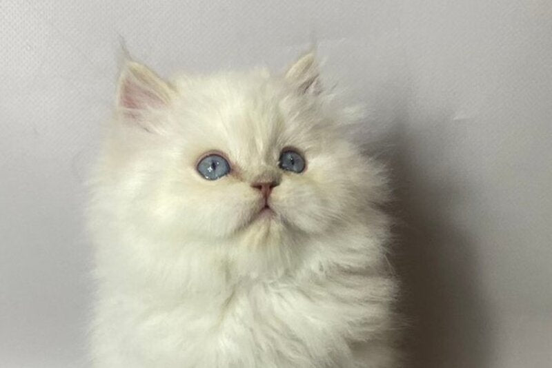 Tommy British Longhair male, lilac pointed