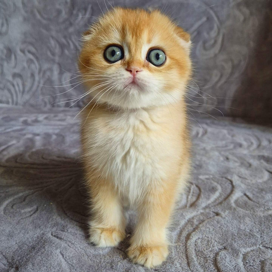 Leyla Scottish Fold female, black golden chinchilla