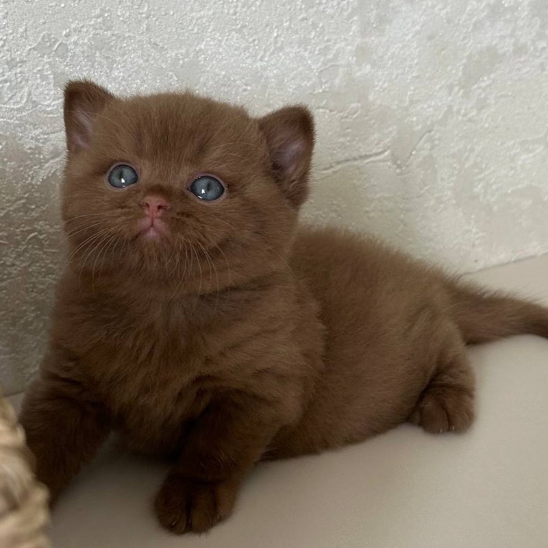 Ewa British Shorthair female, cinnamon