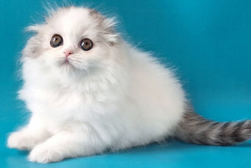 Xiana Scottish Fold female, black silver tabby van