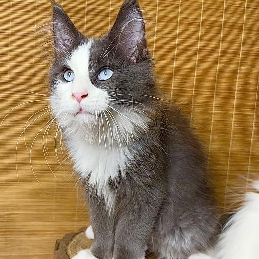 Lel Maine Coon male, blue bicolour