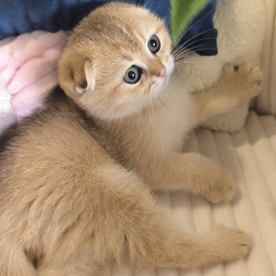 Marik Scottish Fold male, black golden ticked tabby
