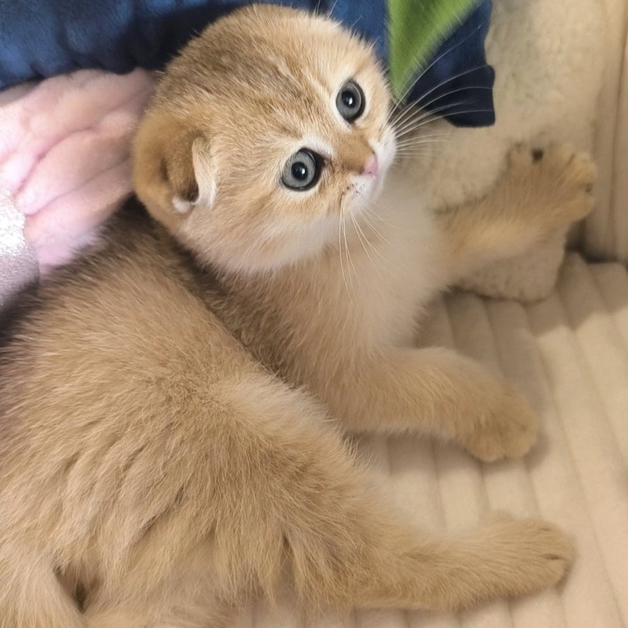Marik Scottish Fold male, black golden ticked tabby