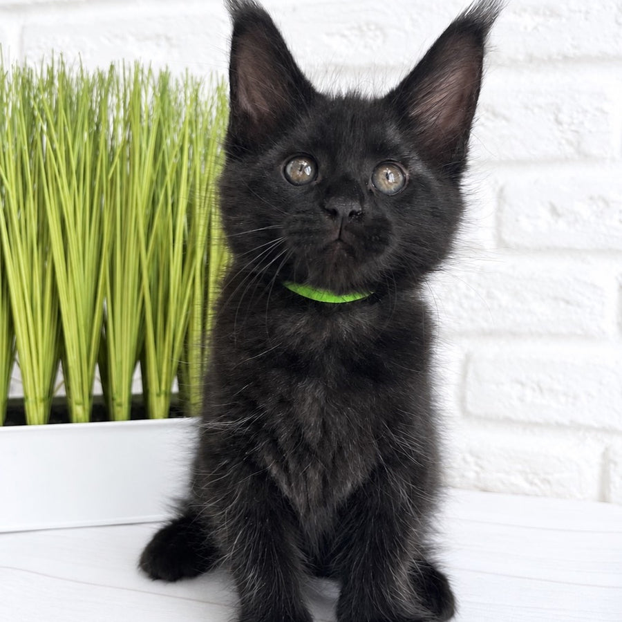 Jazz Maine Coon male, black